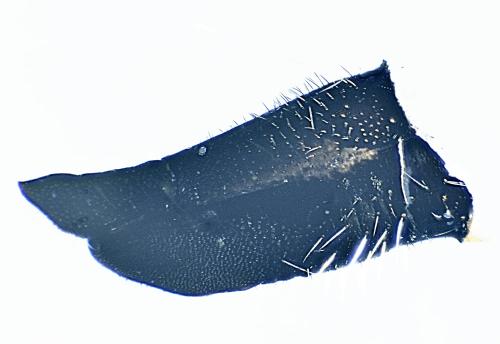 Eutolmus rufibarbis
